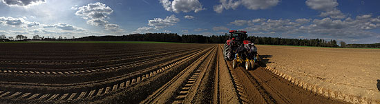 Im März werden bereits die Spargel-Jungpflanzen eingesetzt, die aber erst im kommenden Jahr erstmals für 10 Tage geerntet werden können (©Foto,  Martin Schmitz)